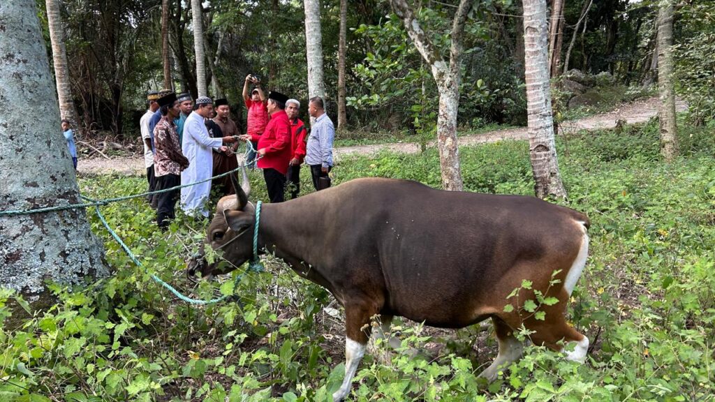 Akhiri Safari Idul Adha, Ketua DPD PDI Perjuangan Sumut Serahkan Kurban ke 113 di Harian Samosir